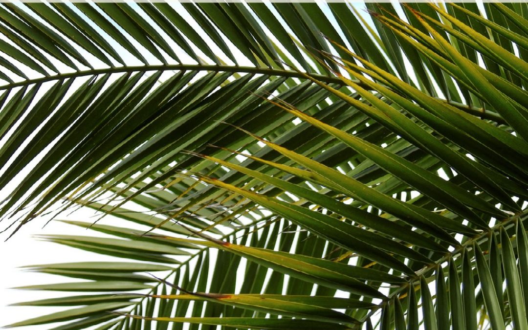 Palm Sunday (Year A) – 2nd April 2023